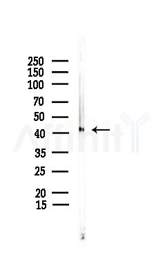 OR2B2 Antibody - Western blot analysis of lysates from Mouse lung, using OR2B2 Antibody at 1/1000 dilution.