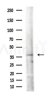 OR2G2 Antibody - Western blot analysis of lysates from Mouse liver, using OR2G2 Antibody at 1/1000 dilution.