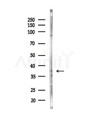 OR2G2 Antibody - Western blot analysis of lysates from Mouse liver, using OR2G2 Antibody at 1/1000 dilution.