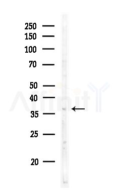 OR2H2 Antibody - Western blot analysis of lysates from Rat testis, using OR2H2 Antibody at 1/1000 dilution.
