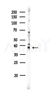 OR2J2 Antibody - Western blot analysis of lysates from Rat testis, using OR2J2 Antibody at 1/1000 dilution.
