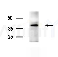 OR2M2 Antibody - Western blot analysis of lysates from various samples, using OR2M2 Antibody at 1/1000 dilution.