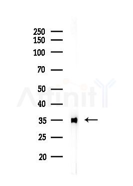 OR2M7 Antibody - Western blot analysis of lysates from Hela cells(heat-shock,45min treatment), using OR2M7 Antibody at 1/1000 dilution.