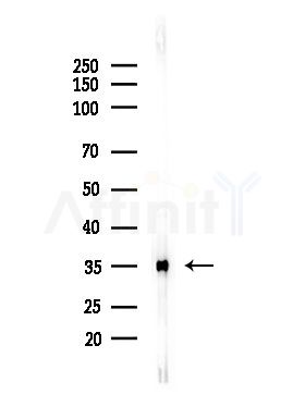 OR2M7 Antibody - Western blot analysis of lysates from RAW264.
