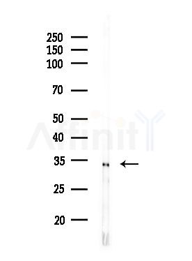 OR2M7 Antibody - Western blot analysis of lysates from Rat liver, using OR2M7 Antibody at 1/1000 dilution.