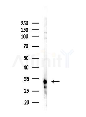 OR2T2/2T35 Antibody - Western blot analysis of lysates from HepG2 cells(LPS,4h treatment), using OR2T2/2T35 Antibody at 1/1000 dilution.