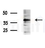 OR4A16 Antibody - Western blot analysis of lysates from various samples, using OR4A16 Antibody at 1/1000 dilution.