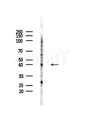OR4A16 Antibody - Western blot analysis of lysates from HepG2 cells(LPS,4h treatment), using OR4A16 Antibody at 1/1000 dilution.