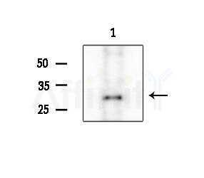 OR4A4/47 Antibody - Western blot analysis of lysates from Mouse testis, using OR4A4/47 Antibody at 1/1000 dilution.
