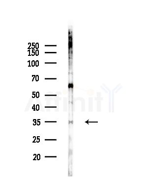 OR4A4/47 Antibody - Western blot analysis of lysates from 293 cells, using OR4A4/47 Antibody at 1/1000 dilution.