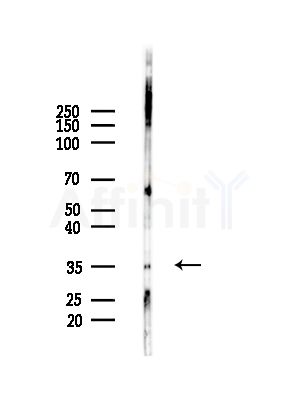 OR4A4/47 Antibody - Western blot analysis of lysates from Mouse testis, using OR4A4/47 Antibody at 1/1000 dilution.