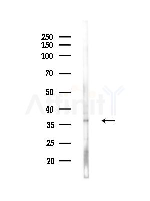 OR4C3 Antibody - Western blot analysis of lysates from Hela cells, using OR4C3 Antibody at 1/1000 dilution.