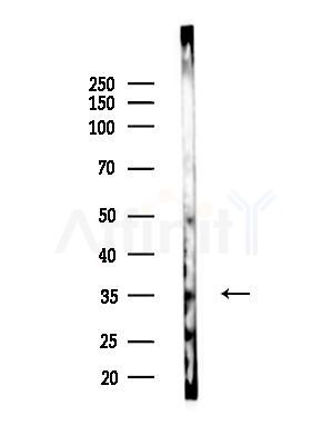 OR4C13 Antibody - Western blot analysis of lysates from B16F10-LUC cells(LPS,4h treatment), using OR4C13 Antibody at 1/1000 dilution.