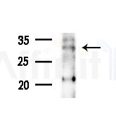 OR4D1 Antibody - Western blot analysis of lysates from Mouse liver, using OR4D1 Antibody at 1/1000 dilution.