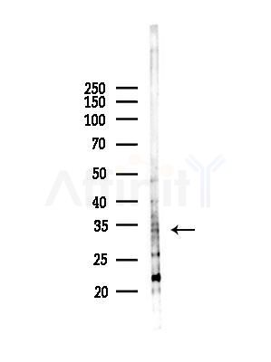 OR4D1 Antibody - Western blot analysis of lysates from Mouse liver, using OR4D1 Antibody at 1/1000 dilution.