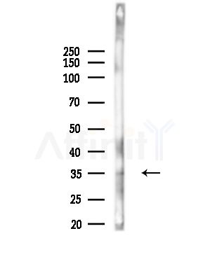 OR4F6 Antibody - Western blot analysis of lysates from Hela cells, using OR4F6 Antibody at 1/1000 dilution.