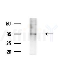 OR4P4 Antibody - Western blot analysis of lysates from Mouse testis, using OR4P4 Antibody at 1/1000 dilution.