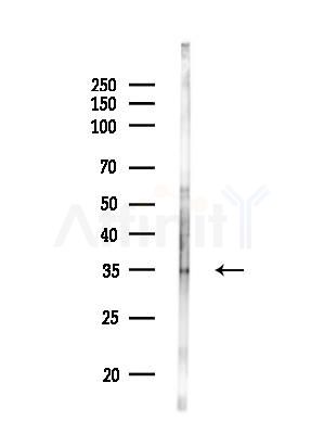 OR4P4 Antibody - Western blot analysis of lysates from Mouse testis, using OR4P4 Antibody at 1/1000 dilution.