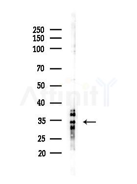 OR4X1 Antibody - Western blot analysis of lysates from RAW264.