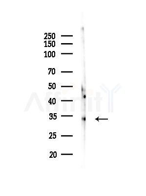 OR51D1 Antibody - Western blot analysis of lysates from COLO205 cells, using OR51D1 Antibody at 1/1000 dilution.