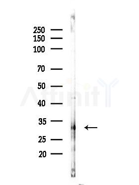 OR5A2 Antibody - Western blot analysis of lysates from RAW264.