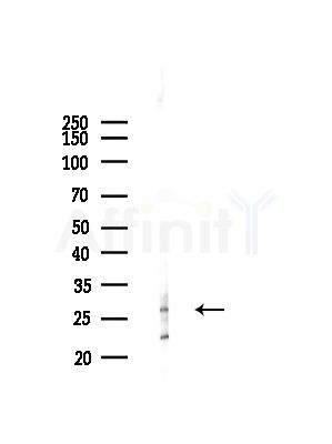 OR5D3 Antibody - Western blot analysis of lysates from Mouse testis, using OR5D3 Antibody at 1/1000 dilution.