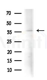 OR5K3 Antibody - Western blot analysis of extracts from Mouse liver, using OR5K3 Antibody at 1/1000 dilution.