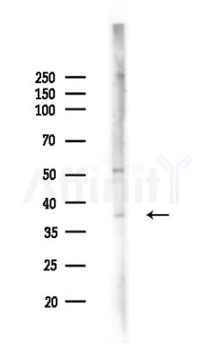 OR5K3 Antibody - Western blot analysis of lysates from Mouse liver, using OR5K3 Antibody at 1/1000 dilution.