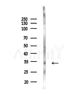 OR5M11 Antibody - Western blot analysis of lysates from COLO205 cells, using OR5M11 Antibody at 1/1000 dilution.