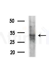 OR5W2 Antibody - Western blot analysis of lysates from Mouse liver, using OR5W2 Antibody at 1/1000 dilution.