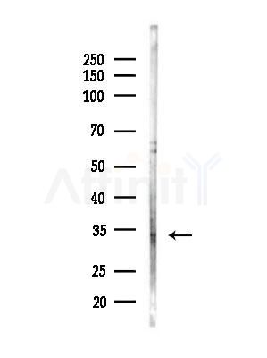 OR5W2 Antibody - Western blot analysis of lysates from Mouse liver, using OR5W2 Antibody at 1/1000 dilution.