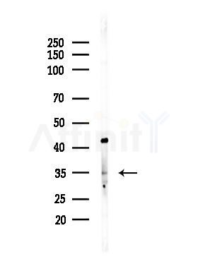 OR6A2 Antibody - Western blot analysis of lysates from RAW264.