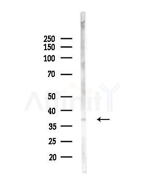 OR6K2 Antibody - Western blot analysis of lysates from 293 cells(UV treatment), using OR6K2 Antibody at 1/1000 dilution.