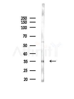OR6S1 Antibody - Western blot analysis of lysates from Hela cells, using OR6S1 Antibody at 1/1000 dilution.