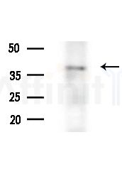 OR6T1 Antibody - Western blot analysis of lysates from HepG2 cells, using OR6T1 Antibody at 1/1000 dilution.
