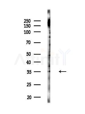 OR6T1 Antibody - Western blot analysis of lysates from 293 cells(starvation,24h treatment), using OR6T1 Antibody at 1/1000 dilution.