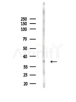 OR6T1 Antibody - Western blot analysis of lysates from HepG2 cells, using OR6T1 Antibody at 1/1000 dilution.