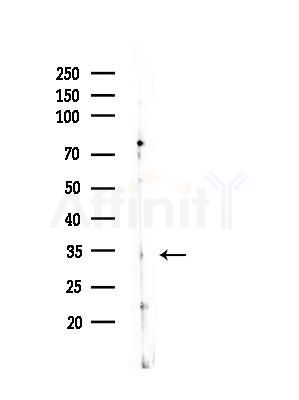 OR7A10 Antibody - Western blot analysis of lysates from COS-7 cells(heat-shock, 45min treatment), using OR7A10 Antibody at 1/1000 dilution.