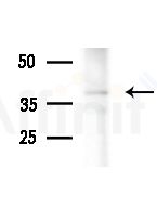 OR7C1 Antibody - Western blot analysis of extracts from MCF7 cells(heat-shock,45min treatment), using OR7C1 Antibody at 1/1000 dilution.