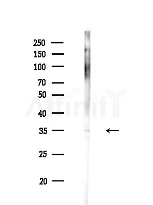 OR7C1 Antibody - Western blot analysis of lysates from Mouse liver, using OR7C1 Antibody at 1/1000 dilution.