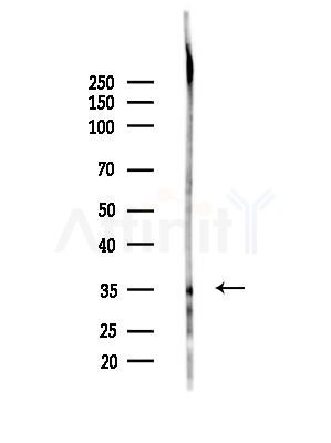 OR8G1 Antibody - Western blot analysis of lysates from HepG2 cells, using OR8G1 Antibody at 1/1000 dilution.