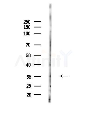 OR9A2 Antibody - Western blot analysis of lysates from HepG2 cells, using OR9A2 Antibody at 1/1000 dilution.