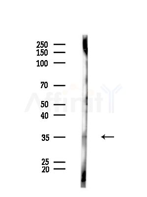 OR9G4 Antibody - Western blot analysis of lysates from Rat brain, using OR9G4 Antibody at 1/1000 dilution.