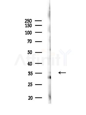 OR9G4 Antibody - Western blot analysis of lysates from Mouse liver, using OR9G4 Antibody at 1/1000 dilution.