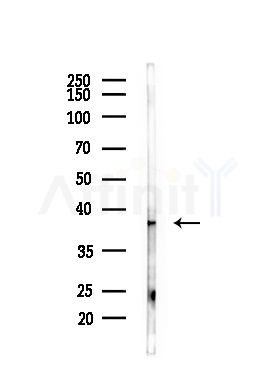 OR9Q2 Antibody - Western blot analysis of lysates from Mouse lung, using OR9Q2 Antibody at 1/1000 dilution.