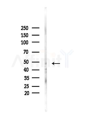 P2RY11 Antibody - Western blot analysis of lysates from PC12 cells(heat-shock,45min treatment), using P2RY11 Antibody at 1/1000 dilution.