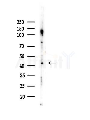 Prostacyclin Receptor Antibody - Western blot analysis of lysates from Mouse testis, using Prostacyclin Receptor Antibody at 1/1000 dilution.
