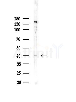 Prostacyclin Receptor Antibody - Western blot analysis of lysates from COS-7 cells(heat-shock, 45min treatment), using Prostacyclin Receptor Antibody at 1/1000 dilution.