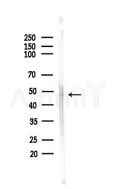 GPR103 Antibody - Western blot analysis of lysates from HepG2 cells(starvation,24h treatment), using GPR103 Antibody at 1/1000 dilution.