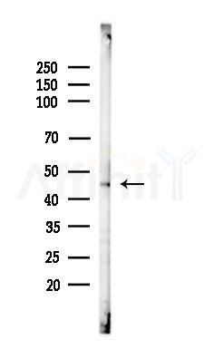 SCTR Antibody - Western blot analysis of lysates from Rat liver, using SCTR Antibody at 1/1000 dilution.